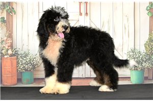 Zebo - puppy for sale