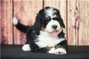 Loki - Bernedoodle for sale