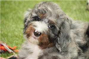 Kyler - puppy for sale