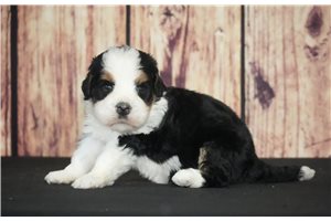 Otto - Bernedoodle for sale