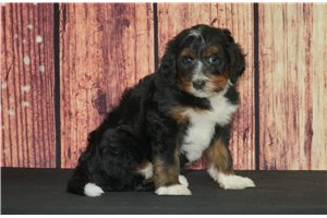 Aspen - puppy for sale