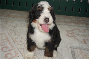 Lily - Bernedoodle for sale