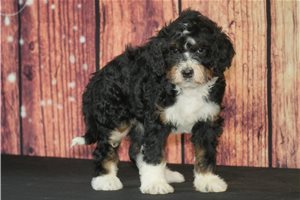 Sarina - puppy for sale