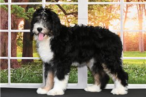 Mocha - Bernedoodle for sale