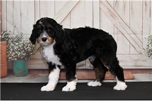 Tessa - Bernedoodle for sale