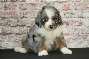 Charles - Bernedoodle for sale