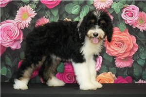 Helvita - Bernedoodle for sale