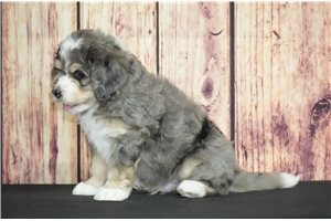 Sidd - Bernedoodle for sale
