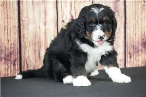 Captain - Bernedoodle for sale