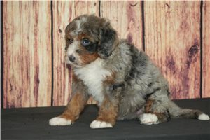 Hickory - puppy for sale