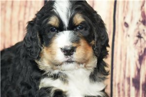 Titan - Bernedoodle for sale