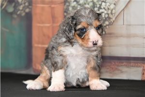 Selena - puppy for sale
