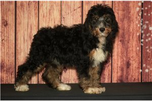 Pearl - Bernedoodle for sale