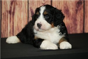 Mabel - puppy for sale