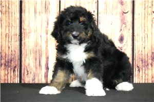 Lois - Bernedoodle for sale