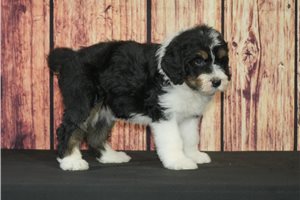 Helvita - puppy for sale