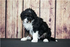 Sadie - Bernedoodle for sale