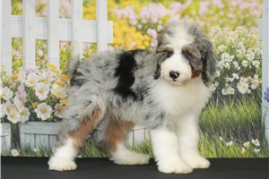 Rudy - Bernedoodle for sale