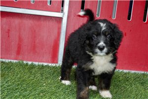Sinclair - puppy for sale
