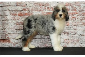 Ilene - Bernedoodle for sale