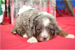 Marty - Bernedoodle for sale