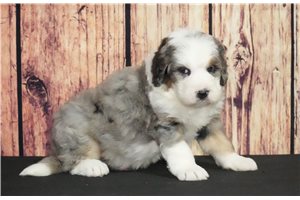 Sarge - puppy for sale