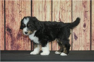 Tito - puppy for sale