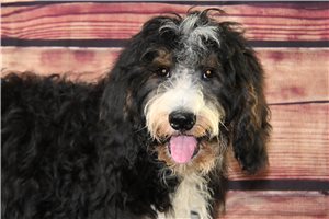 Elii - Bernedoodle for sale