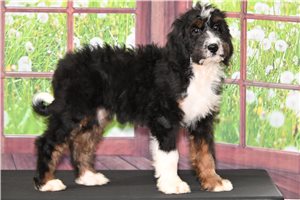 Danielle - Bernedoodle for sale
