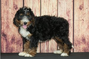 Briea - Bernedoodle for sale