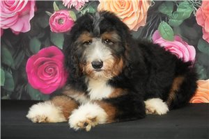 Aspen - Bernedoodle for sale