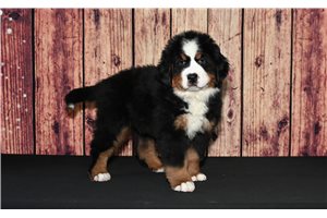 Jake - Bernese Mountain Dog for sale