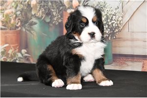 Maximus - Bernese Mountain Dog for sale