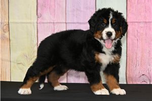 Honey - Bernese Mountain Dog for sale