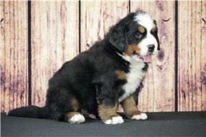 Jake - Bernese Mountain Dog for sale