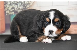 Gypsy - puppy for sale