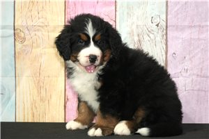 Mikey - puppy for sale