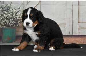 Matilda - puppy for sale