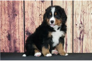 Duke - Bernese Mountain Dog for sale