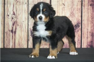 Shawn - Bernese Mountain Dog for sale