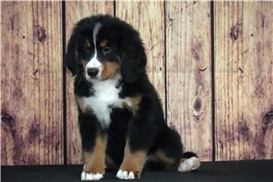 Aces - Bernese Mountain Dog for sale