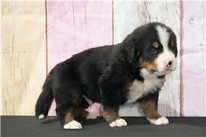 Leoh - Bernese Mountain Dog for sale