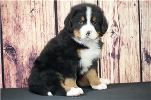 Leoh - Bernese Mountain Dog for sale