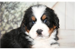 Cedric - puppy for sale