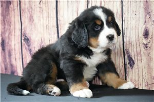 Ollie - puppy for sale