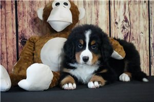Echo - Bernese Mountain Dog for sale