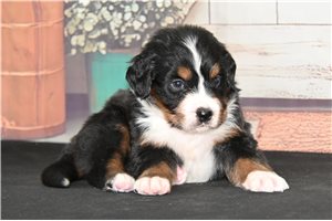 Enzo - puppy for sale
