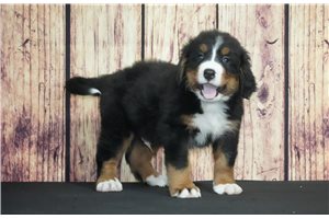 Gainer - Bernese Mountain Dog for sale