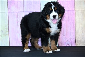 Matilda - Bernese Mountain Dog for sale