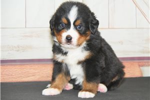 Draco - puppy for sale